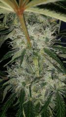 Floraison  54 (26)