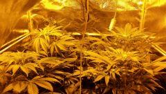 Floraison  26 (13)