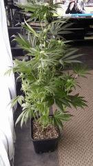 Floraison  31 (1)