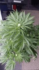 Floraison  31 (14)