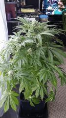 Floraison  46 (4)