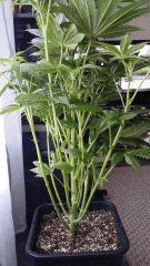 Floraison  18 (2)