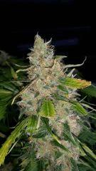 Floraison  70 (7)