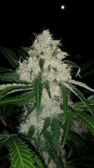 Floraison  51 (21)