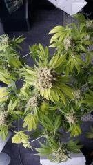 Floraison  70 (18)
