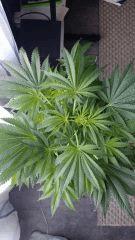 Floraison  20 (9)