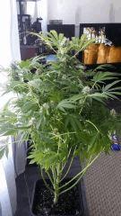 Floraison  52 (12)