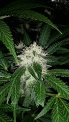 Floraison  44 (20)