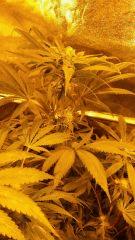 Floraison  40 (2)
