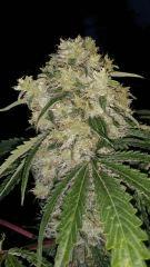 Floraison  54 (24)