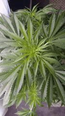 Floraison  21 (13)