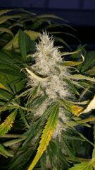 Floraison  61 (12)