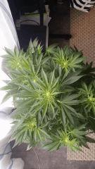 Floraison  19 (3)