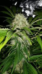 Floraison  53 (11)