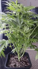 Floraison  23 (14)