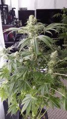 Floraison  48 (22)