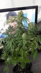 Floraison  55 (15)