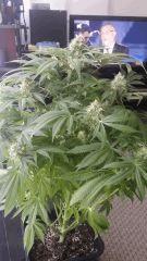 Floraison  56 (12)