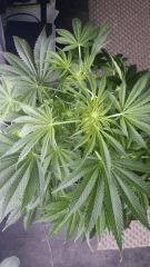 Floraison  23 (9)