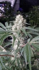 Floraison  45 (23)