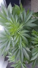Floraison  25 (14)