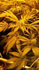 Floraison  40 (13)