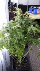 Floraison  58 (12)
