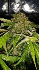 Floraison  65 (14)