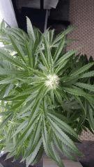Floraison  34 (3)