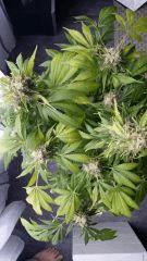 Floraison  70 (4)