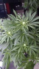Floraison  29 (7)