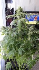 Floraison  58 (19)