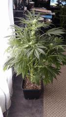 Floraison  31 (4)
