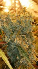 Floraison  66 (7)