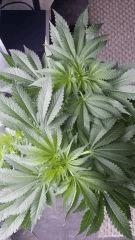 Floraison  21 (21)