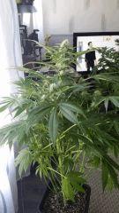 Floraison  37 (15)