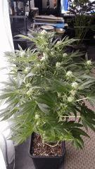 Floraison  31 (10)