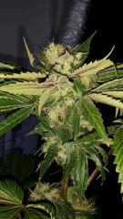Floraison  55 (20)
