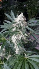 Floraison  45 (14)