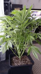 Floraison  21 (17)