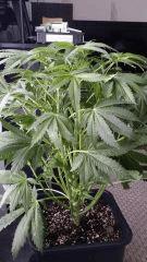 Floraison  18 (12)