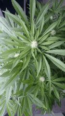 Floraison  34 (17)