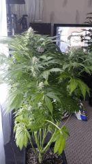 Floraison  54 (10)