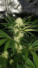 Floraison  33 (10)