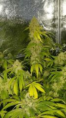 Floraison  69 (2)