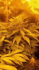 Floraison  59 (1)