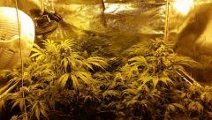 Floraison  53 (15)