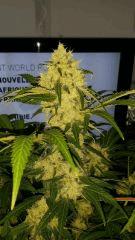 Floraison  55 (3)