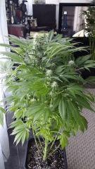 Floraison  46 (7)