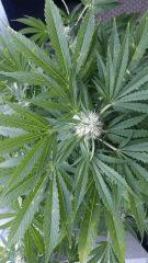Floraison  43 (10)